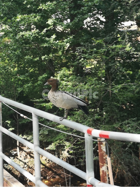 bird,새,animal,handrail,railing,동물