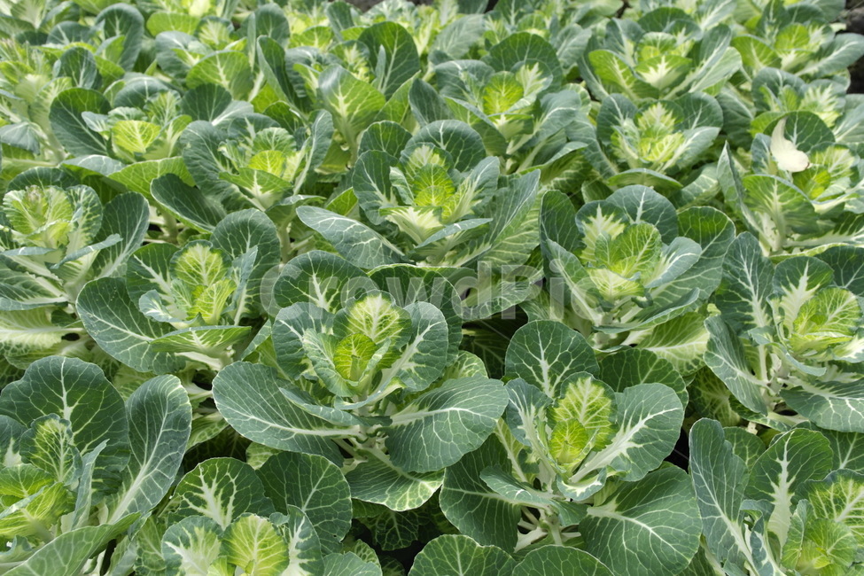 식물,양배추,야채,vegetable,plant,식물,자연,plants,nature,채소,야채,vegetables