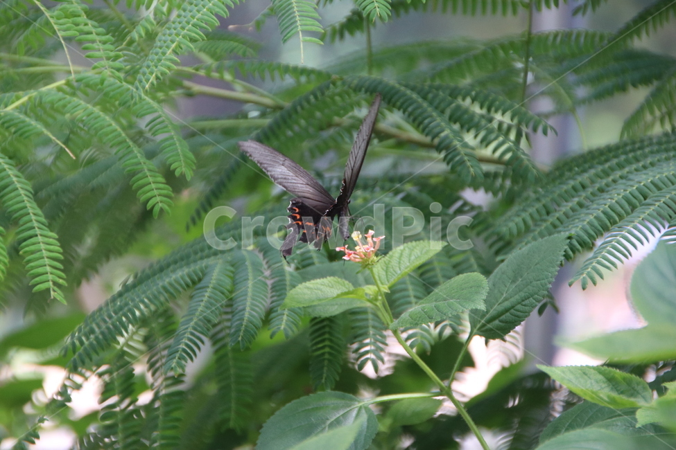 서울숲,나비,날개,호랑나비,꽃