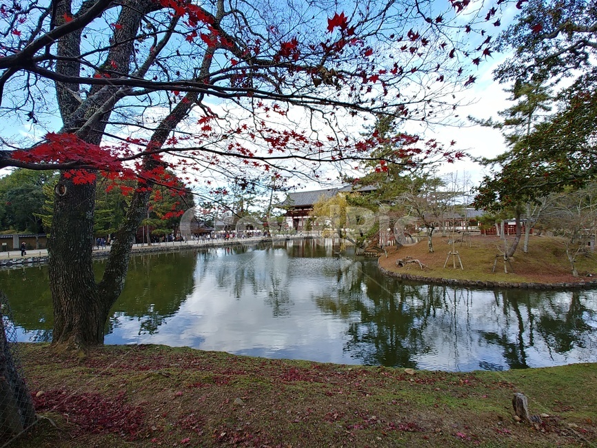공원,일본공원,사슴공원,가을,단풍,나라공원,호수,호숫가,파란하늘,구름,빨간단풍,빨간,park,japanpark,deerpark,narapark,garden,lake,bluesky,cloud,redmaple,maple,red