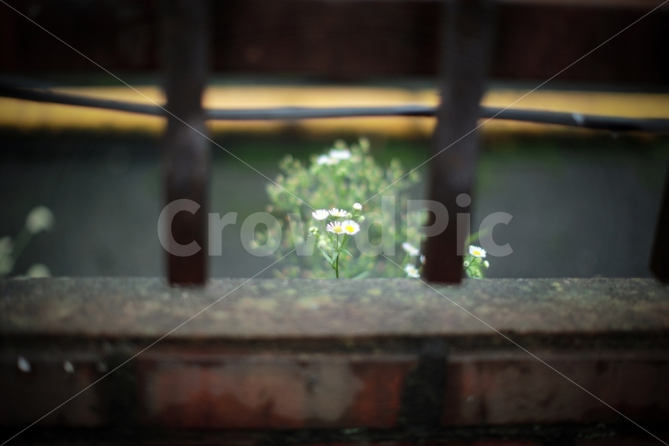 꽃,식물,개망초,감성,감성사진,식물,자연,plants,nature,꽃,flower,감성,sensible,feeling