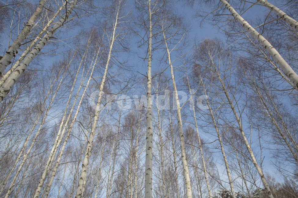 자작나무,풍경,나무,숲,겨울,landscape,Betulaplatyphylla,인제원대리,scenery,tree,winter,forest,겨울,계절,winter,season,자연,풍경,nature,landscape,식물,plants,나무,trees,wood,plant