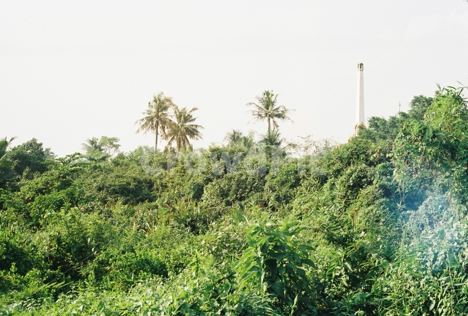 태국,숲,풍경,여행,방콕,방카차오,자연,풍경,nature,landscape,plant,식물,vegetation,초목