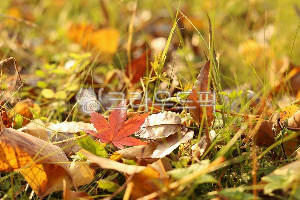 단풍잎,식물,가을,풀,나뭇잎,바닥,떨어진,잎,감성,maple,낙엽
