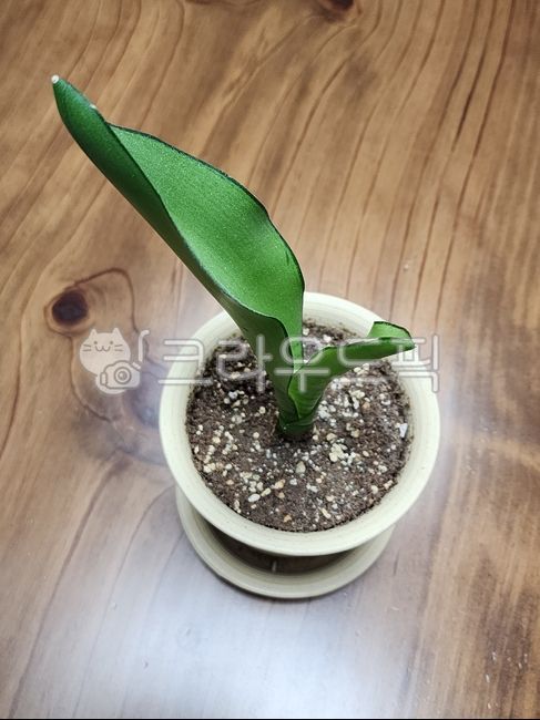 leaf,잎,식물,문샤인,초목,화분