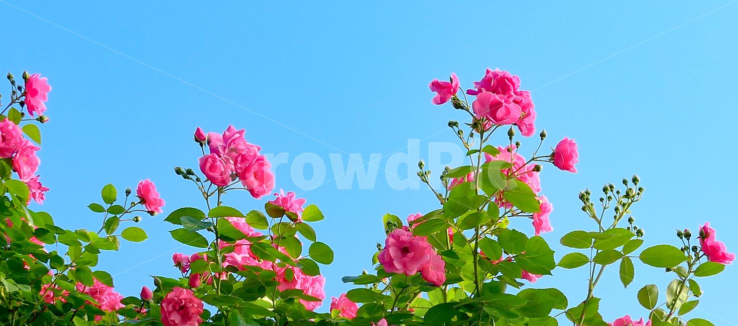 장미,rose,꽃,flower,분홍장미,pinkrose,pink,5월,may,꽃밭,로즈,봄,spring,장미꽃밭,식물,식물,자연,plants,nature,꽃,flower