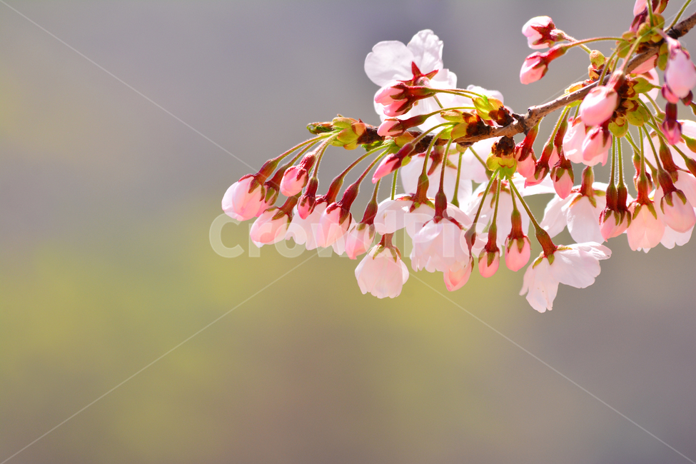 벚꽃,붐꽃,벚꽃축제,공원,시즌,계절,백그라운드,배경,바탕,spring,season,flowers,나무꽃,분홍색꽃,핑크색,pink,아름다운,화사한,화려한,예쁜,beautiful,background,3월,4월,꽃축제,체리블라썸,절정,만발,봄,계절,spring,season,식물,자연,plants,nature,꽃,flower,plant