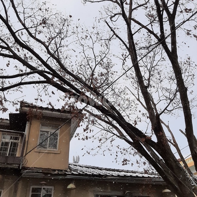 treetrunk,식물,tree,나무줄기,나무,plant,겨울,시골,자연,풍경