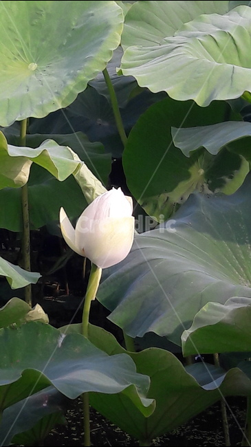 관곡지,연잎,꽃봉우리,식물,자연,식물,자연,plants,nature,꽃,flower