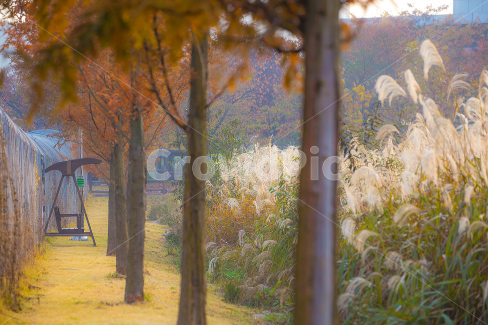 억새,가을,그네,나무,풍경,가을,계절,fall,autumn,season