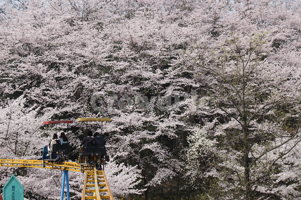 벚꽃,놀이공원,꽃,자연,하늘자전거,봄,계절,spring,season,여행,휴가,traveling,vacation,trip,plant,식물,flower,blossom