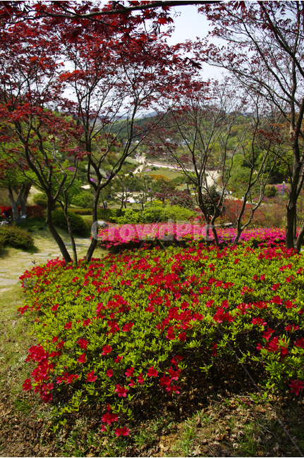 철쭉,식물,flower,plants,nature,꽃,꽃밭,color,나무,수목원,식물,자연,plants,nature,꽃,flower