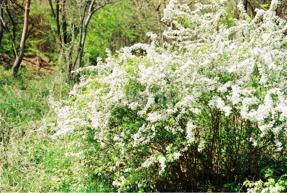 plant,식물,bush,부시,vegetation,blossom,꽃,flower,초목,봄,남산,흰꽃