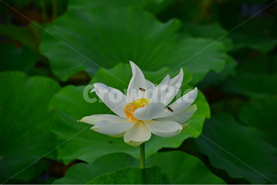 plant,식물,blossom,flower,꽃,수련,연꽃,백련,식물,자연,plants,nature,꽃,flower