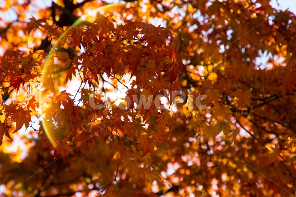 가을,단풍,풍경,단풍잎,빨간단풍,감성,fall,maple,autumn,season