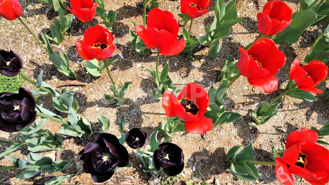 들꽃,plant,식물,blossom,flower,튤립,꽃,꽃밭,만개,식물,자연,plants,nature