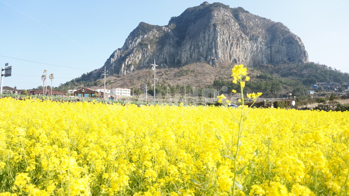 제주도,성산일출봉,풍경,배경,유채꽃,꽃,꽃밭