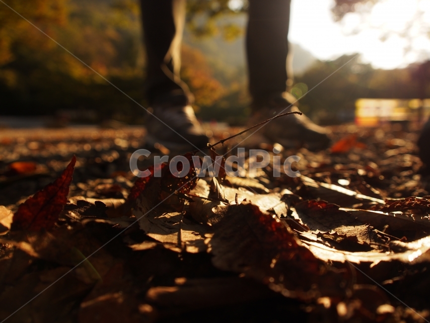 가을,겨울,낙엽,감성,분위기,마지막,가을,계절,fall,autumn,season,식물,자연,plants,nature,사람,인물,인간,human,person,신체일부,몸,body,감성,sensible,feeling,고독함,외로움,쓸쓸함,우울함,슬픔,lonely,solitary,plant,leaf,잎,ground,바닥