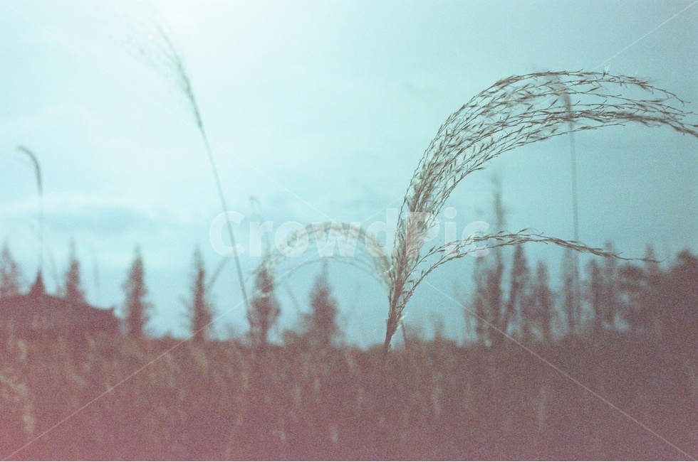 게절,갈대,실루엣,오후,가을,감성사진,가을,계절,fall,autumn,season,식물,자연,plants,nature,감성,sensible,feeling
