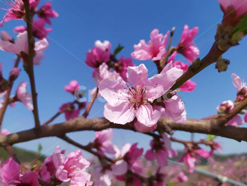 복사꽃,복숭아꽃,봄꽃,분홍색꽃,복숭아밭,들꽃,과일꽃,복숭아