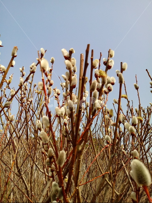 나무,나무가지,나무줄기,식물,treetrunk,plant,tree,outdoors,자연,키버들,버드나무