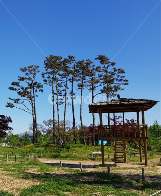 정자,나무,소나무,하늘,파란하늘,시원한,휴식,낮