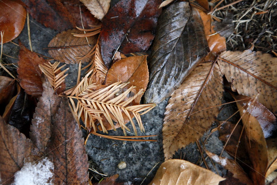 leaf,잎,plant,식물,겨울잎새,winter,낙엽,눈에젖은나뭇잎,나뭇잎,잎사귀