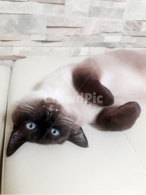 고양이,샴고양이,고양이확대범,고양이눈,반려묘,동물,animal,포유류,mammal,고양이,cat,kitten,kitty