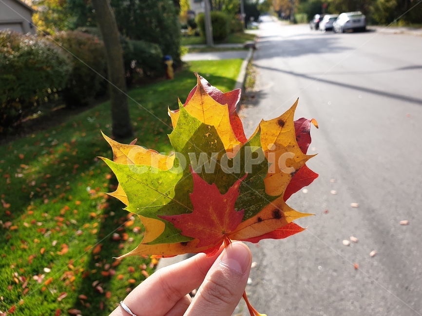 leaf,잎,plant,식물,tree,나무,단풍,단풍잎,캐나다,나뭇잎,가을,가을,계절,fall,autumn,season