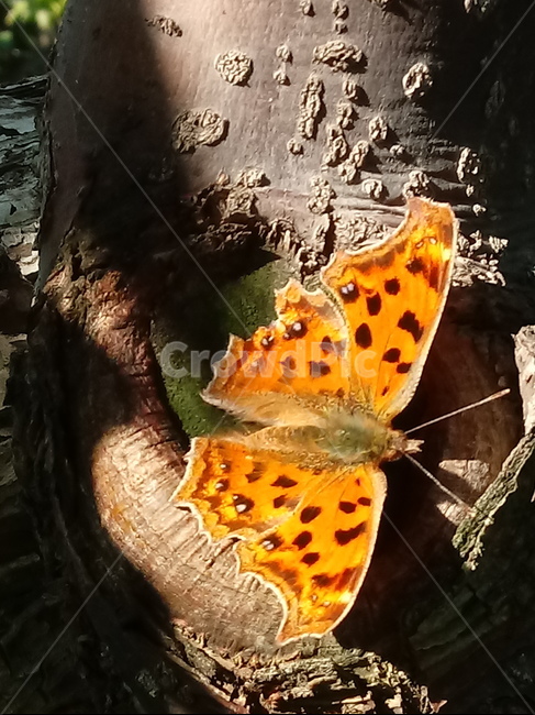 표범나비,곤충,나비,leopardbutterfly,insect,곤충,벌레,insect,bug