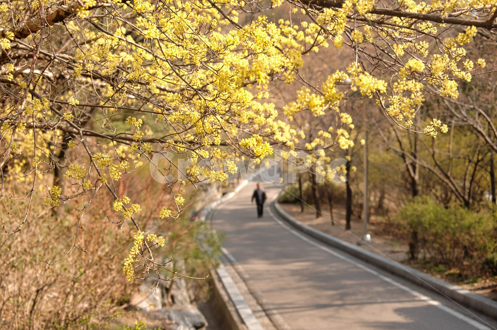 봄,개나리,공원,꽃,spring,낙산공원