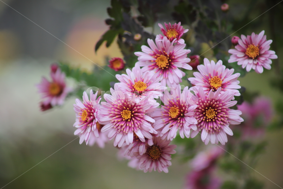 국화,식물,꽃,가을꽃,chrysanthemum,식물,자연,plants,nature,꽃,flower