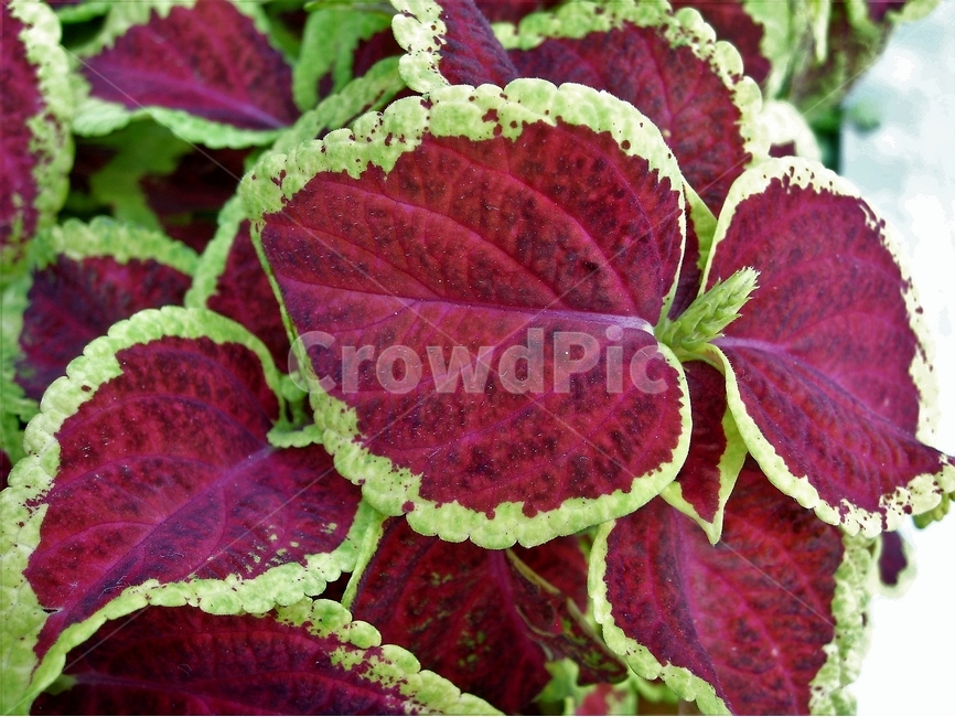 콜레우스,잎,붉은색,녹색,coleus,leaves,plant,식물,자연,plants,nature