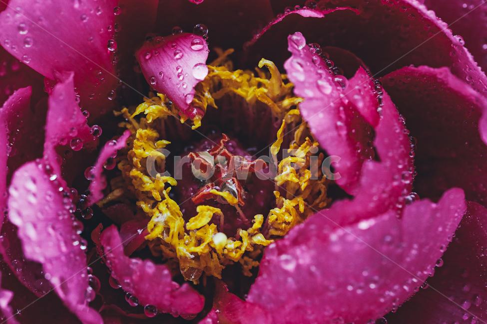 꽃잎,물방울,접사,꽃머리,yellowpoint,식물,자연,plants,nature,꽃,flower,비,비오는날,rain,rainy