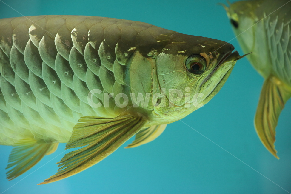 아로아나,아로와나,열대어,물고기,arowana,tropicalfish,동물,animal,어류,물고기,fish