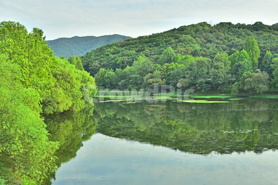 호수,녹지,숲,나무,그린,초록색,녹색,green,환경,잔잔한,lake,nature,자연,water,물,outdoors,옥외,그림자,반영,배경,바탕,백그라운드,background,자연,풍경,nature,landscape
