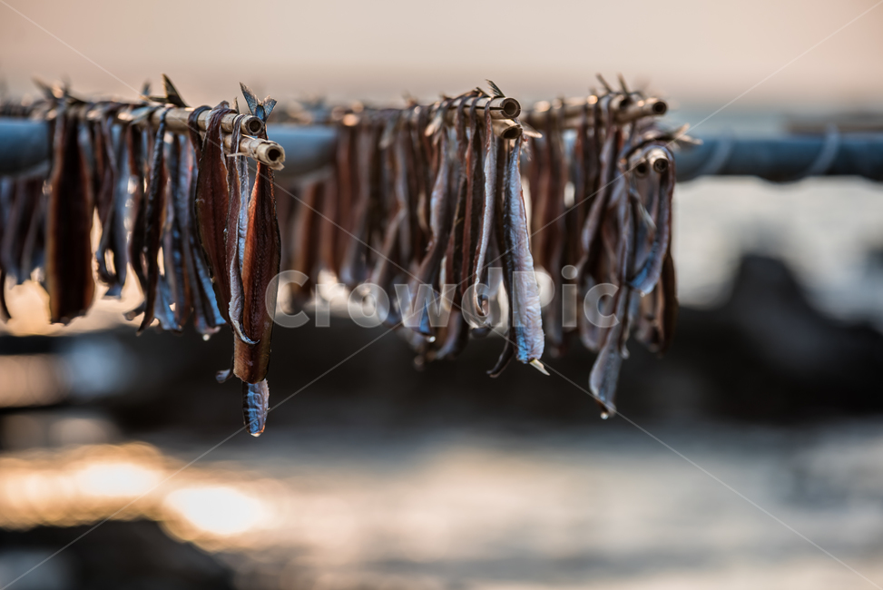 과메기,구룡포,동해,꽁치,거조,바다,술안주,안주,아침,해안,해변,파도,특산물,포항,해풍,신선,해산물,수산물,요리,겨울,sea,food,음식,식재료,요리,food,cook,meal,dishes,food reserves,수산물,해산물,fishery products,seafood