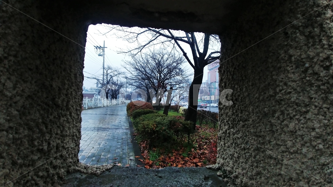 겨울비,겨울가로수,겨울거리,겨울풍경,겨울거리풍경,쓸쓸함,path,통로,walkway,보도,tree,나무,plant,식물,slate,슬레이트