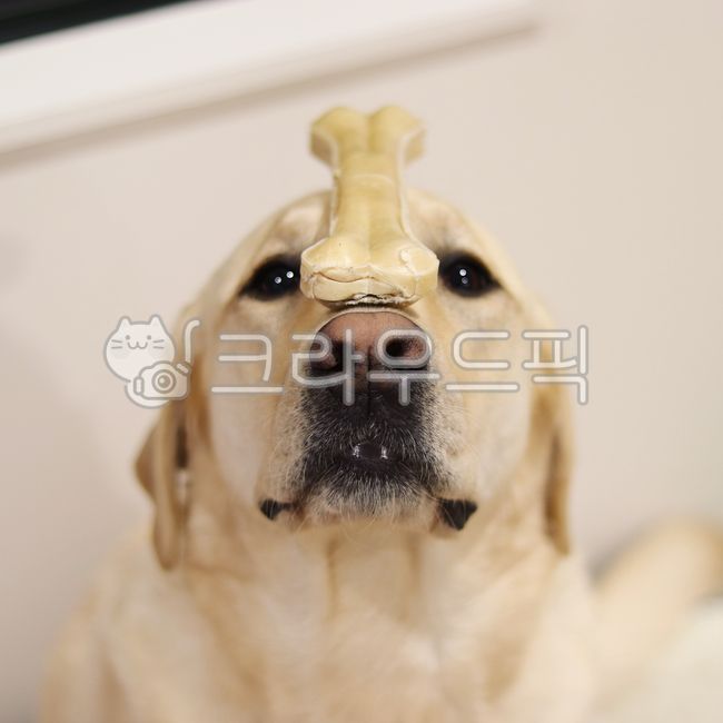 개,강아지,dog,래브라도리트리버,pet,포유류,labradorretriever,animal,동물,애완동물,대형견,개훈련,강아지훈련,개뼈다귀,흰색강아지,dogtraining