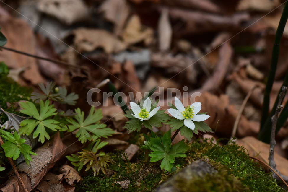 모데미풀,야생화,봄,꽃,풀꽃,자연,식물,식생,plants,nature,spring,season,flower