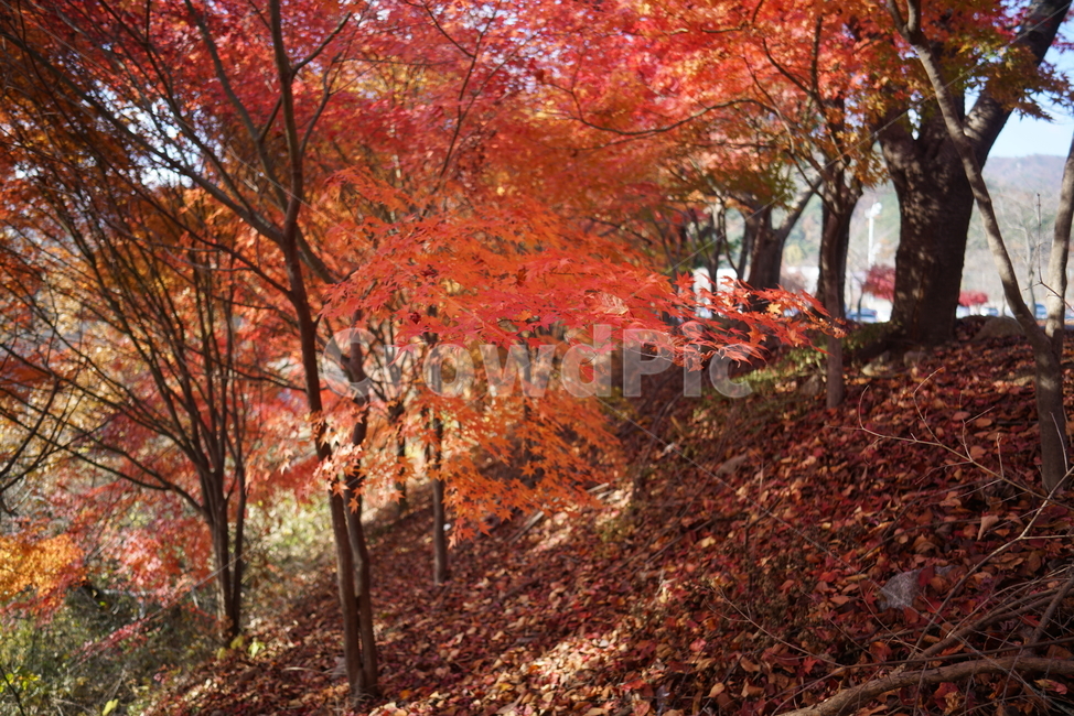 가을단풍,단풍나무,단풍잎,plant,식물,tree,나무,leaf,잎,maple,단풍,가을,계절,fall,autumn,season,식물,자연,plants,nature,나무,trees,wood
