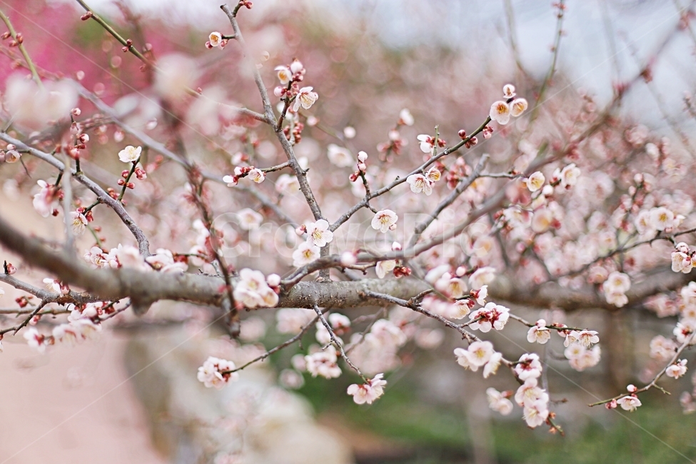 하동,매화마을,매화축제,매화꽃,매화,꽃,flower,hadong,봄,계절,spring,season,식물,자연,plants,nature,꽃,flower,plant,blossom