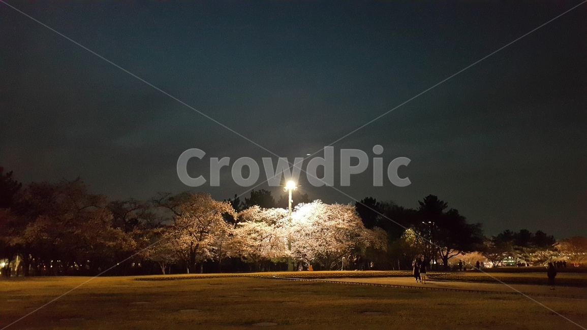 벛꽃,조명,산책,경주,밤,자연,풍경,nature,landscape,실루엣,그림자,silhouette,shadow,light,빛,flare,플레어,outdoors,옥외