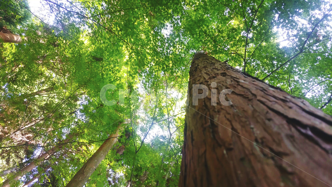 나무,힐링,여름,봄,푸른나무,높은나무,긴나무,나무,trees,wood