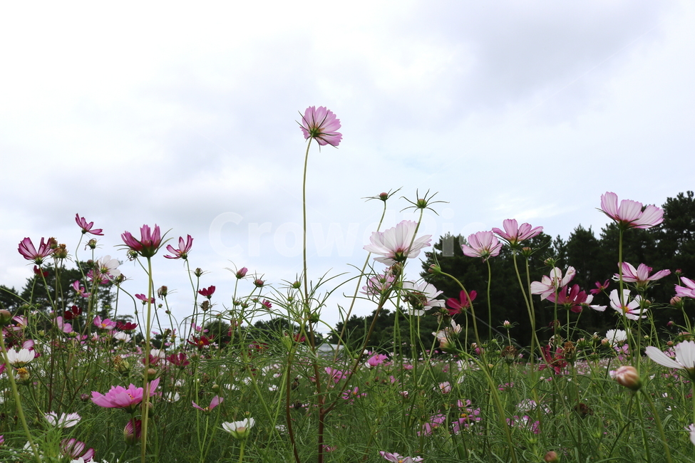 꽃,코스모스,코스모스꽃,식물,자연,풍경,가을,분홍꽃,국화과,식물,자연,plants,nature,꽃,flower