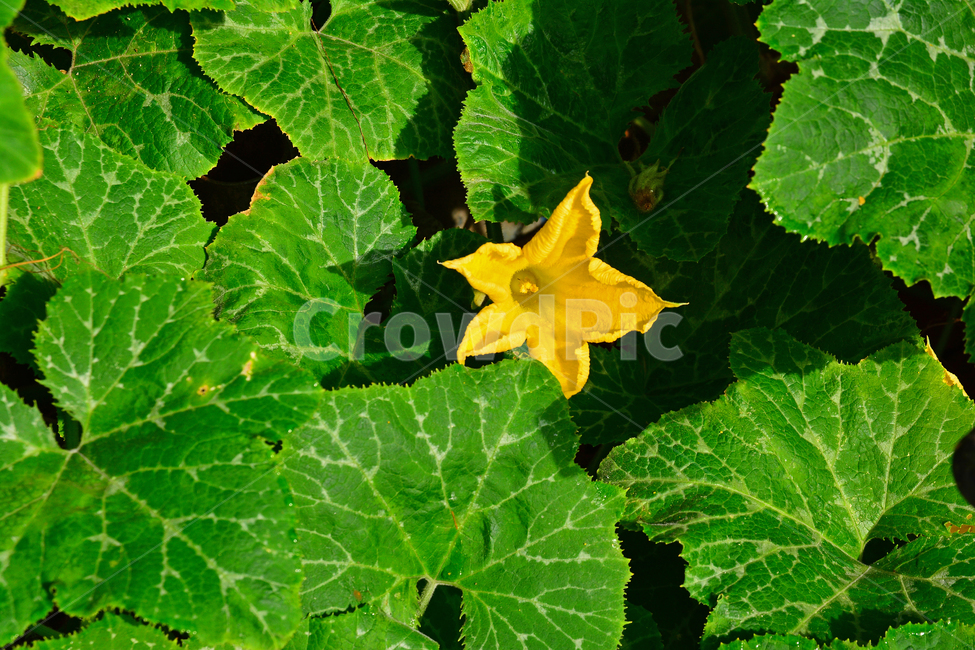 호박꽃,호박잎,꽃,잎새,식물,초본,건강식품,노랑꽃,yellow,pumpkinflower,식용,채소,flower,green,식물,자연,plants,nature,꽃,flower