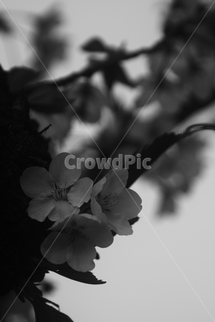 강,고요함,감성,감성흑백,나무,벚꽃,생명력,봄,꽃,식물,자연,plants,nature,꽃,flower,흑백,모노톤,monochrome,black and white