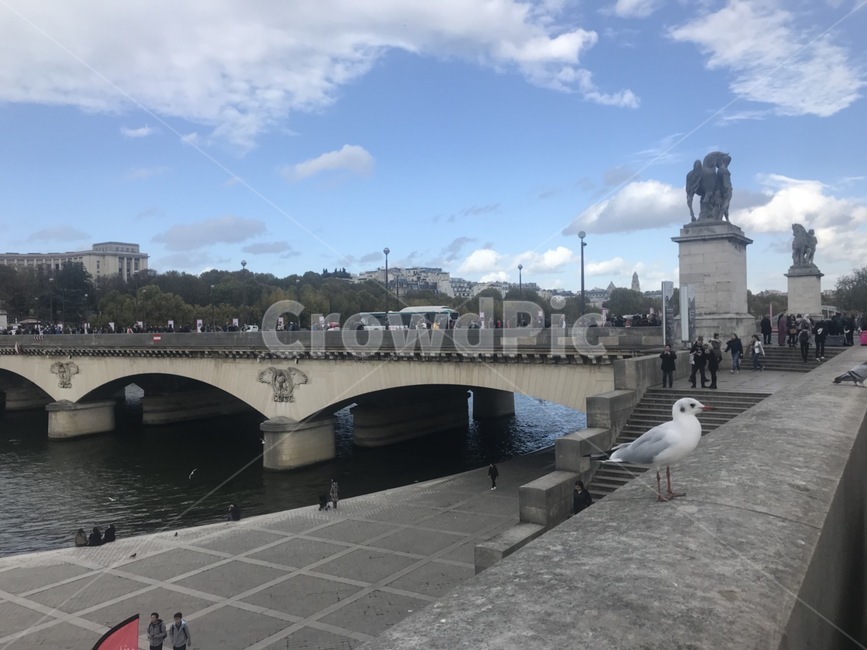 파리,paris,프랑스,파리다리,파리거리,비둘기