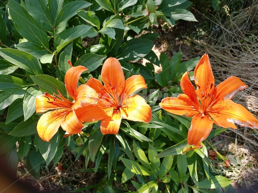 참나리,원추리,밀나리,나리꽃,백합목,호랑이꽃,견내리화