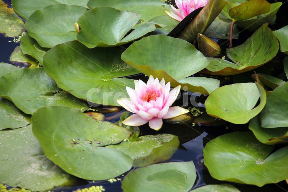 plant,blossom,식물,flower,백합,lily,연꽃,lotus